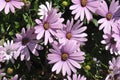 PURPLE CONEFLOWERS IN DANISHC APITAL CIOPENAHAGEN