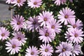 PURPLE CONEFLOWERS IN DANISHC APITAL CIOPENAHAGEN