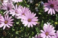 PURPLE CONEFLOWERS IN DANISHC APITAL CIOPENAHAGEN