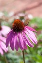 Purple Coneflowers (Echinacea) , close-up, selective focus Royalty Free Stock Photo