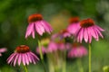 Purple coneflowers echinacea in full bloom Royalty Free Stock Photo