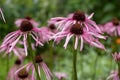 Purple Coneflowers Echinacea Purpurea, Also Called Red Pseudoconeflowers, Is A Plant Species From The Coneflowers Genus