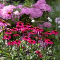 Purple coneflowers, Echinacea purpurea, flowering in summer garden in front of pink hydrangea and white gaura. Royalty Free Stock Photo