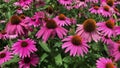 Purple coneflowers, echinacea, sway in the summer breeze