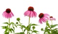 Purple Coneflowers