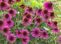 Purple Coneflowers