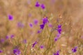 Purple Consolida flower meadow. Amazing wild violet wallpaper. Beautiful nature photo copy space. Floral greeting card