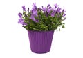 Campanula Purple Flowers