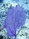 Purple Coral Fan Royalty Free Stock Photo