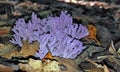 Purple coral fungi, Clavaria zollingeri Royalty Free Stock Photo