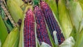 Purple Corn Cob Kernels Maize