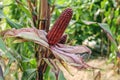 Purple Corn on cob. Royalty Free Stock Photo