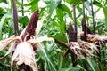 Purple corn at farm agriculture background. Purple corn with corn ear and stalk ready for harvest at field Royalty Free Stock Photo