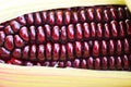 Purple corn fresh close up - Siam Ruby Queen or sweet red corn on cob Royalty Free Stock Photo