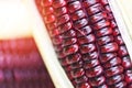 Purple corn fresh close up - Siam Ruby Queen or sweet red corn on cob Royalty Free Stock Photo