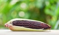 Purple corn fresh on cob on wooden and nature green background - Siam Ruby Queen or sweet red corn Royalty Free Stock Photo