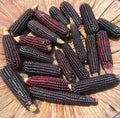 Purple corn is fresh and nutritious