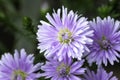 Purple Corn Marigold flower known as kapuru flower in sri lanka