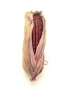 Purple corn or Siam ruby queen isolated on a white background. Royalty Free Stock Photo