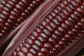 purple corn ,texture and background