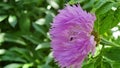A purple cornflower on a background of green leaves is pollinated by a wild bee.