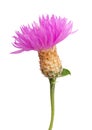 Purple cornflower on white background Royalty Free Stock Photo