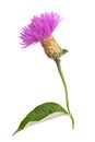 Purple cornflower on white background Royalty Free Stock Photo