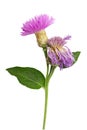 Purple cornflower on white background Royalty Free Stock Photo
