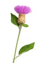 Purple cornflower on white background Royalty Free Stock Photo