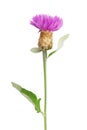 Purple cornflower on white background Royalty Free Stock Photo