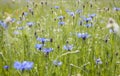 Purple Cornflowers field Nature Blooming Meadows Royalty Free Stock Photo
