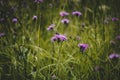 Purple cornflowers in green grass in the field. Many wildflowers. Cornflower rough grows in the field. Centaurea scabiosa