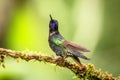 Purple coronet sitting on branch, hummingbird from tropical forest,Colombia,bird perching,tiny beautiful bird resting on flower