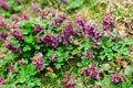 Purple Corydalis solida