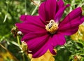 Single cosmos flower with violet petals and yellow pistil