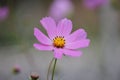 Purple cosme flower with blurred background