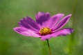 PURPLE COSMO IN A FIELD OF GREEN