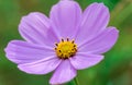 Purple Cosmo Flower Royalty Free Stock Photo