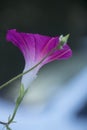 Purple Cosmo in Full Bloom in the Late Summer