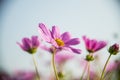Purple cosmos flower with blue sky6 Royalty Free Stock Photo