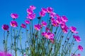 Purple cosmos flower and blue sky in the garden Royalty Free Stock Photo