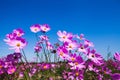 Purple cosmos flower and blue sky in the garden Royalty Free Stock Photo