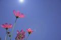 Purple cosmos flower in the garden with lens flare and blue sky background Royalty Free Stock Photo