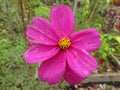 Purple Cosmos Flower in the Garden in October Royalty Free Stock Photo