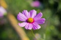 Purple cosmos flower Royalty Free Stock Photo