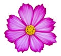 Purple cosmos flower isolated on white Royalty Free Stock Photo