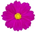 Purple cosmos flower isolated on white Royalty Free Stock Photo