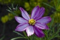 Cosmos purple flower