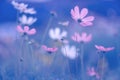 Purple cosmos flowers on dark blue background. Art summer soft image. Selective focus.