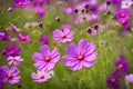 Beautiful pink or purple cosmos Bipinnatus flowers at the park